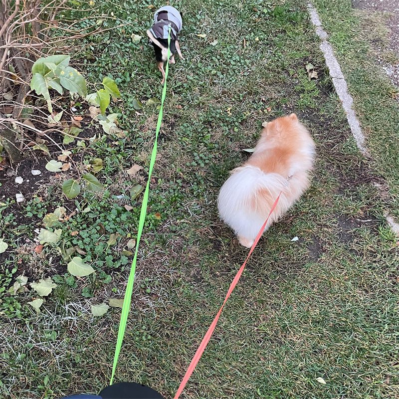 Correa Dual Antienredos 360° para Perros Pequeños